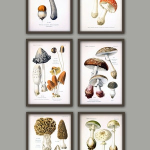 Svamptryck - Väggkonst för svamp - Botanisk poster - Skogsväxter - Köksväggkonst - Röd Orange Brun bild 4