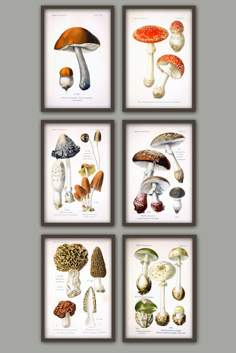 Svamptryck - Väggkonst för svamp - Botanisk poster - Skogsväxter - Köksväggkonst - Röd Orange Brun bild 4