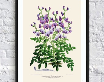 Blue flower print botanical print illustrations blue flowers print vintage antique print wall art print herb art home kitchen decor poster
