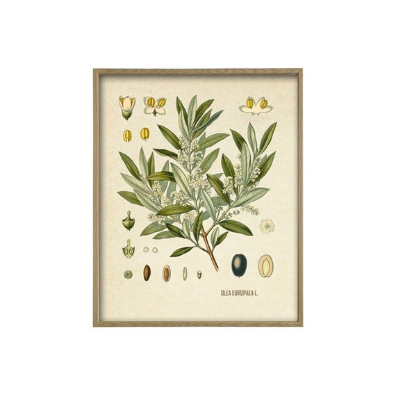 Olivenbaumdruck, Vintage Olivenbaum, Olive Botanische Illustration,  Kchendekoration - Etsy.de