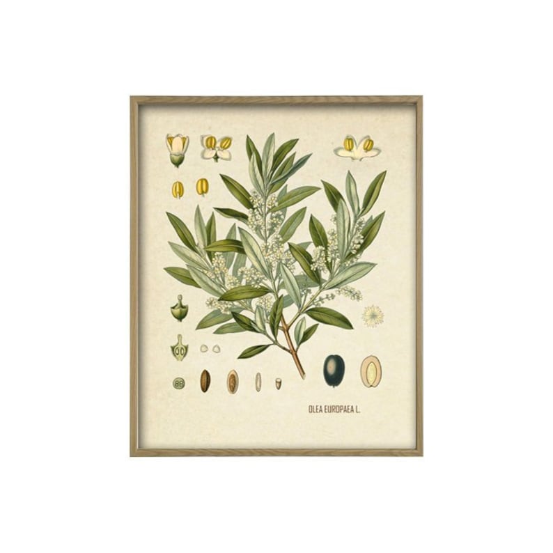 Peut inclure: Une illustration botanique vintage d'une branche d'olivier avec des fleurs blanches et des feuilles vertes. L'illustration comprend des d&eacute;tails rapproch&eacute;s des fleurs, des feuilles et des olives. Le texte "OLEA EUROPAEA L." est imprim&eacute; sous l'illustration.