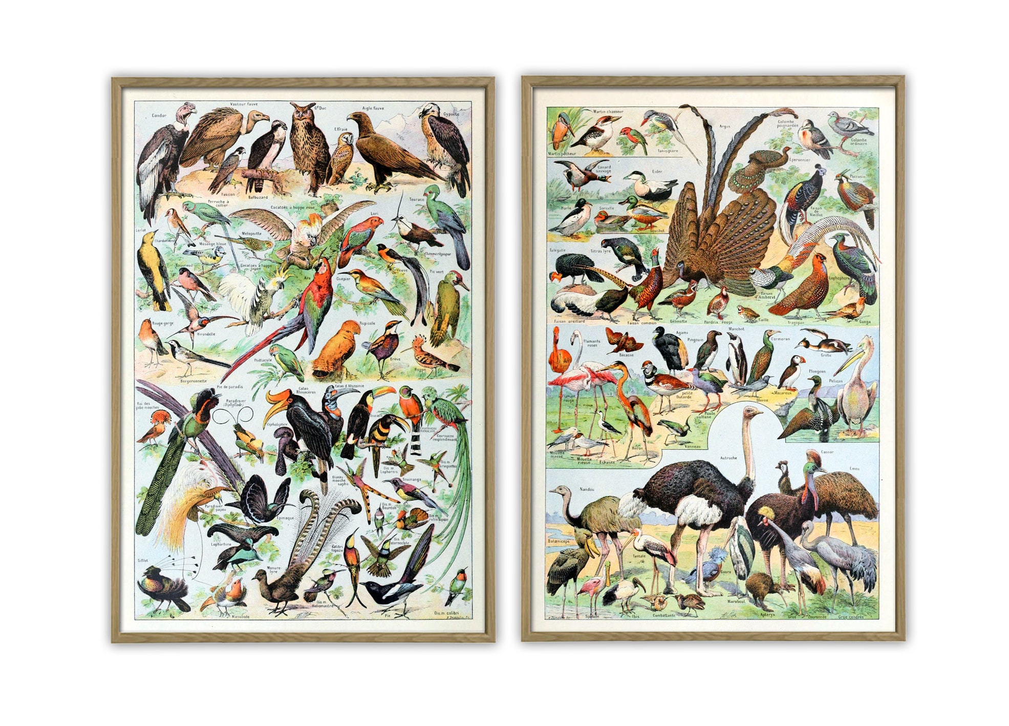 Vibrant Bird Print Set of 2, Tropical Birds , Antique Illustration ...