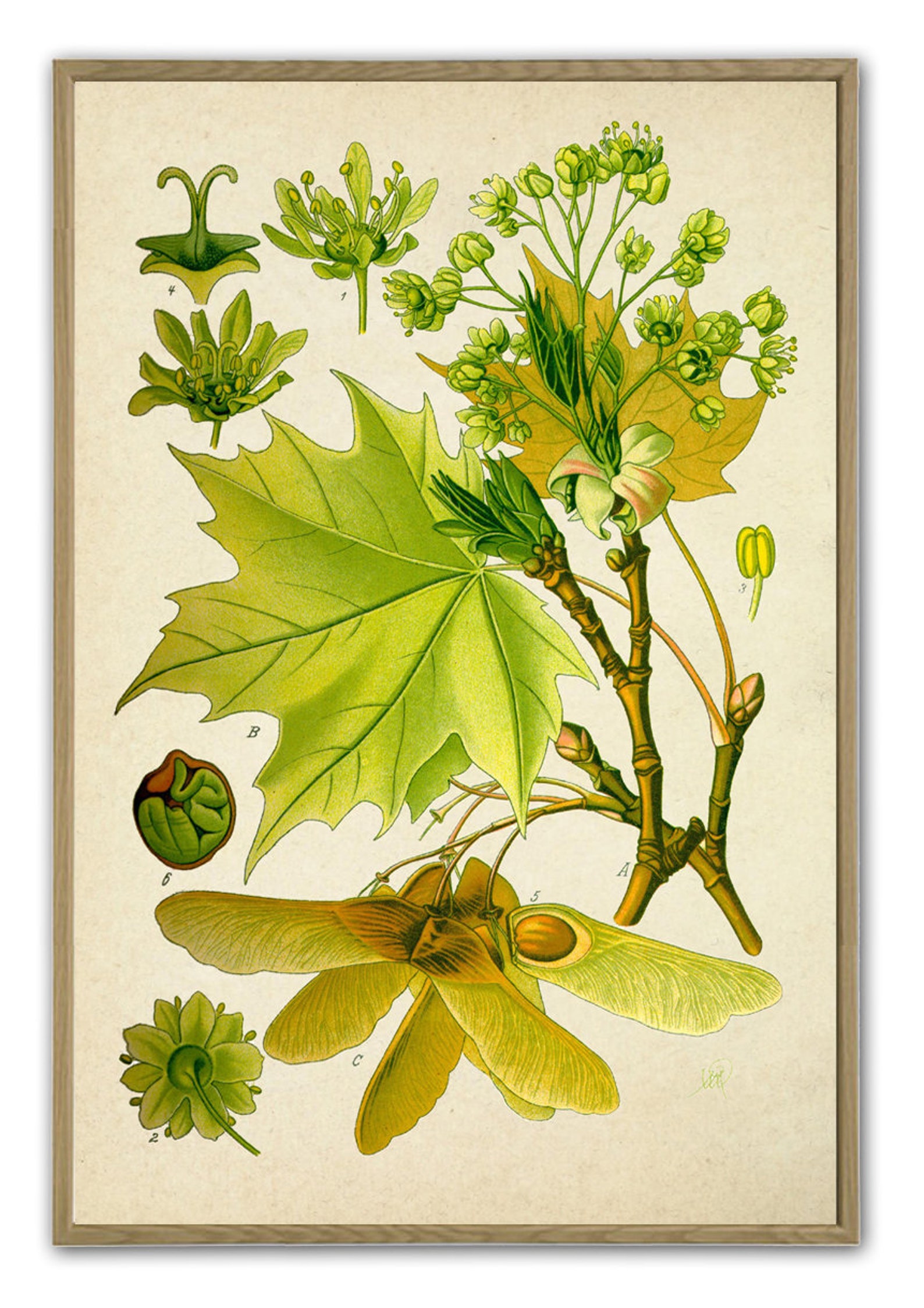 Print Maple Maple Leaves Print, Kitchen Wall Decor, Botanical Illustration, Types ...