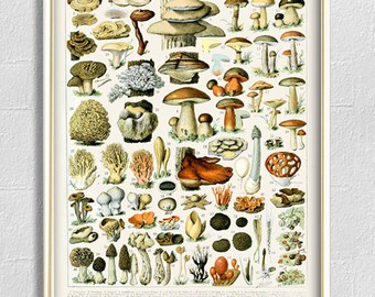 Mushroom Print Kitchen Wall Decor Botanical Champignons Large Wall Art