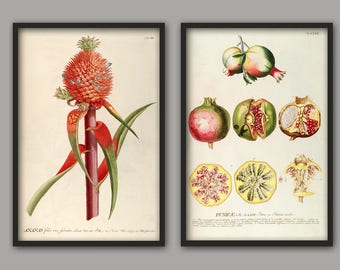 Set of 2 Fruit Print, Kitchen Wall Art Decor,  Pineapple and Pomegranate Print,  Tropical Fruit Poster