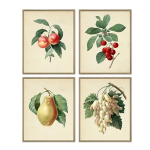 Impression vintage de fruits, décoration murale de cuisine, lot de 4 impressions d&#39;impressions botaniques de fruits