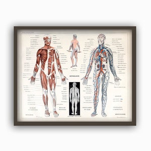 Muscles humains Corps Antique Anatomie Mur Art Print Squelette Humain Biologie Étudiant Idée Cadeau Anatomie Antique Décor À La Maison image 1