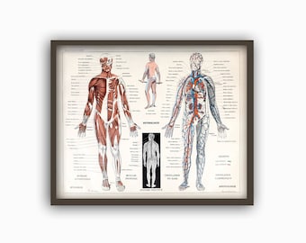 Human Muscles Body Antique Anatomy Wall Art Print - Human Skeleton - Biology Student Gift Idea -Antique Anatomy Home Decor