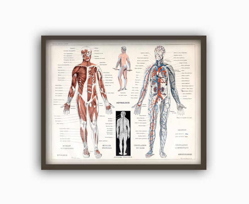 Muscles humains Corps Antique Anatomie Mur Art Print Squelette Humain Biologie Étudiant Idée Cadeau Anatomie Antique Décor À La Maison image 1