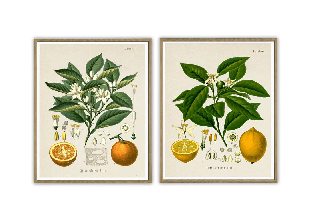 Fruit Wall Art Print, Kitchen Botanical Prints, Vintage Botanical ...