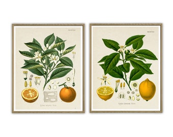 May include: Two vintage botanical illustrations of citrus fruits. The left image shows a branch of a bitter orange tree with white flowers and a whole orange and a cut orange. The right image shows a branch of a lemon tree with white flowers and a whole lemon and a cut lemon. Both images have the scientific name of the plant written below.