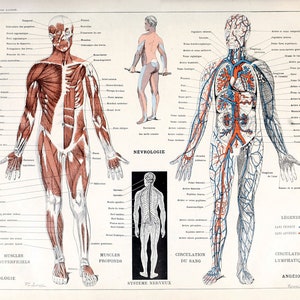 Muscles humains Corps Antique Anatomie Mur Art Print Squelette Humain Biologie Étudiant Idée Cadeau Anatomie Antique Décor À La Maison image 5