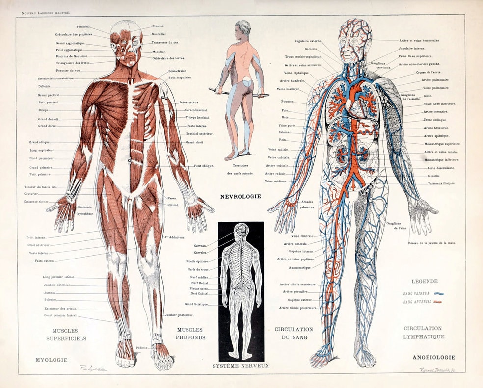 人体筋肉アンティーク解剖学ウォールアートプリント - 人体骨格 - 生物