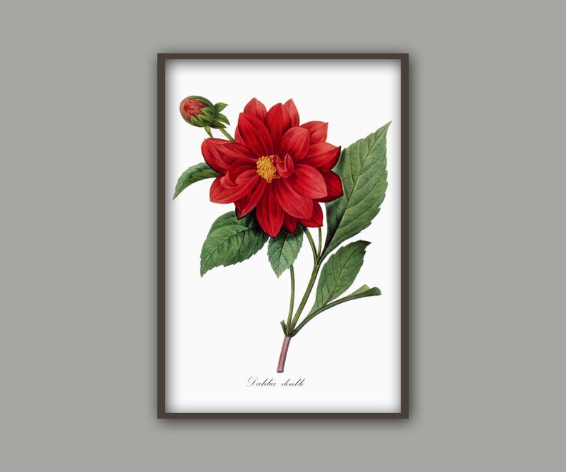 Flower Print, Home Decor, Botanical Illustration, Antique Flower Illustration, Dahila image 2