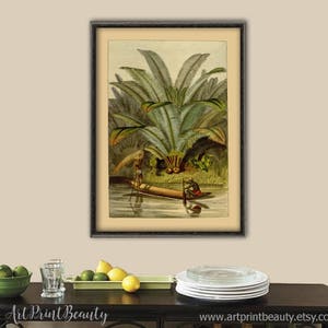 May include: A vintage botanical illustration of a palm tree with two people in a canoe on a river. The image is framed in a dark wood frame.