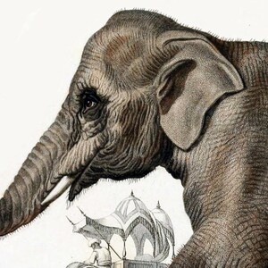 Elephant Print, Animal Wall Decor, Elephant Picture, Home Decor, Antique Animal Art image 5