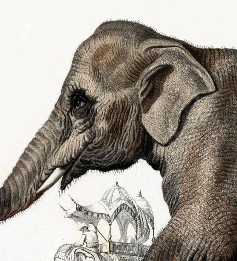 Elephant Print, Animal Wall Decor, Elephant Picture, Home Decor, Antique Animal Art image 5