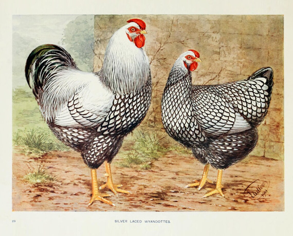 Rooster & Hen Print