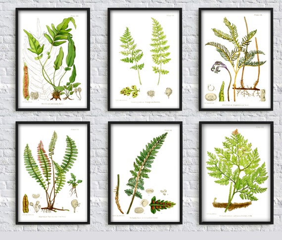  Botanical Wall Art, Fern Pattern Wall Scroll with