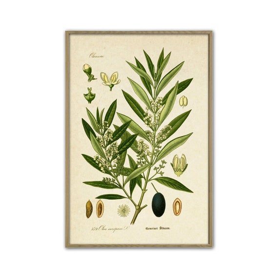 Olive Branch Print Vintage Olive Tree Olive Botanical Illustration Kitchen  Decor -  Canada