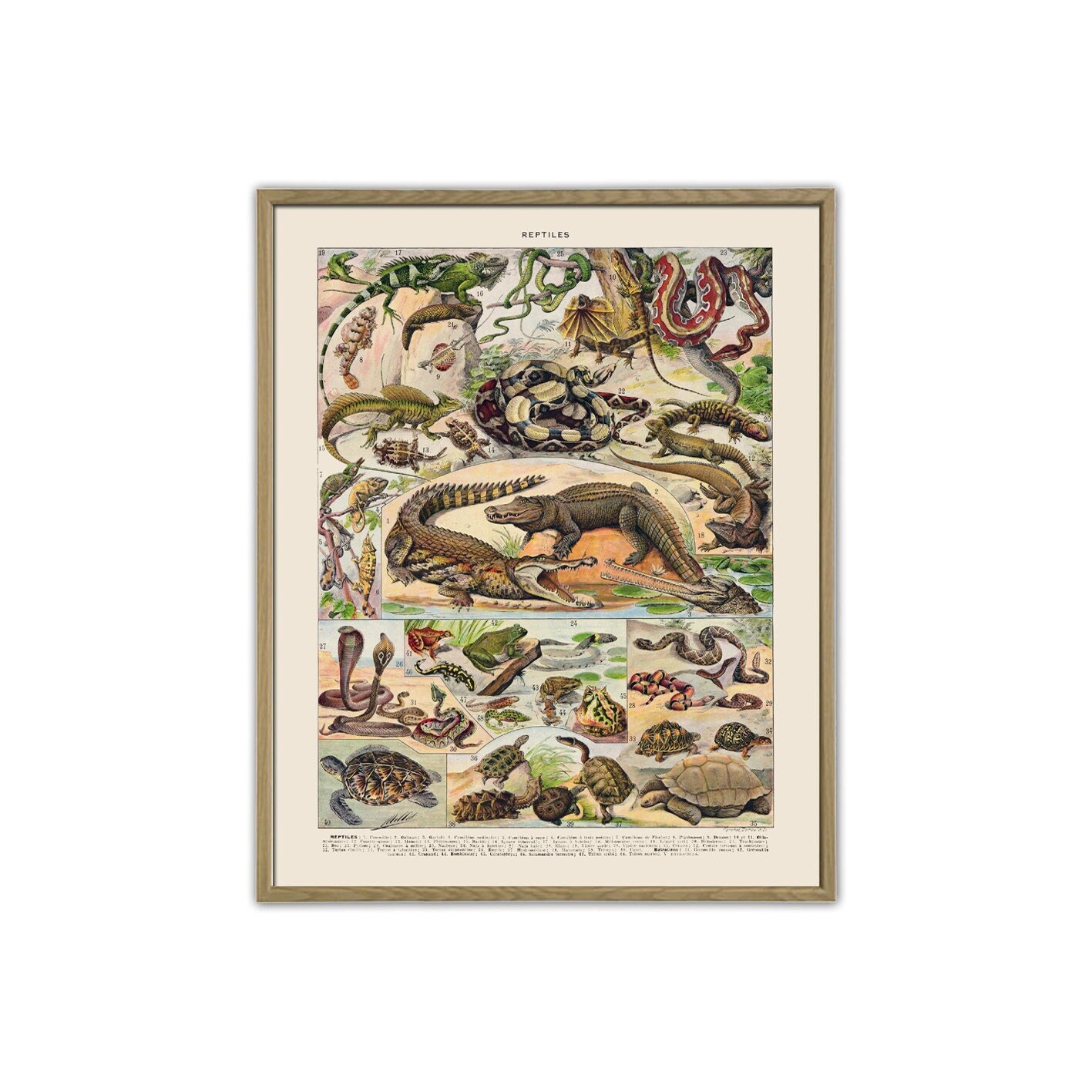 MyPuzzle – Puzzle 1000 Pièces Vintage Reptiles Adolphe Millot – Qualité Premium, Découpe Précise, Carton Bleu 1,9 Mm