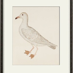 May include: A white seagull with grey markings on its wings and a red beak. The bird is standing on a white background.