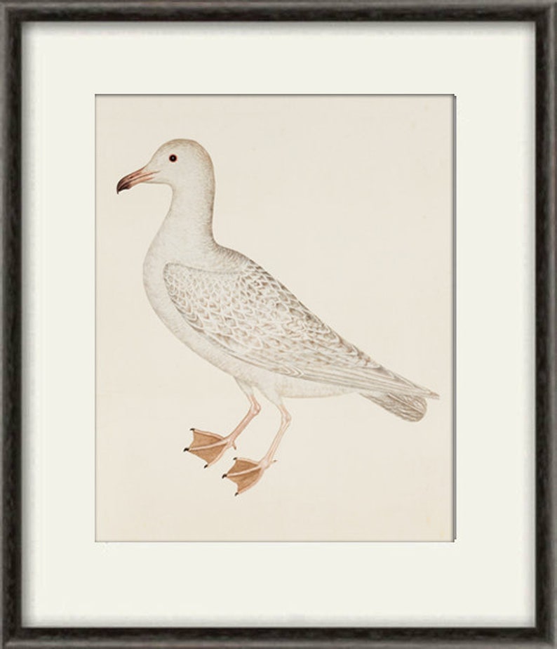 May include: A white seagull with grey markings on its wings and a red beak. The bird is standing on a white background.