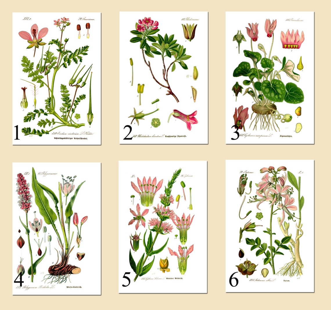 Beautiful Pink Flowers Collection Botanical Illustration Print Garden ...
