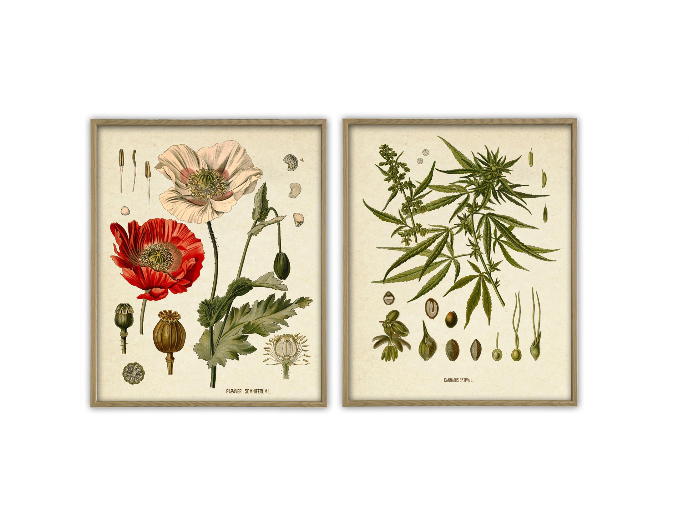 Botanical Art Print Set of 2 Medical Plant Print Botanical