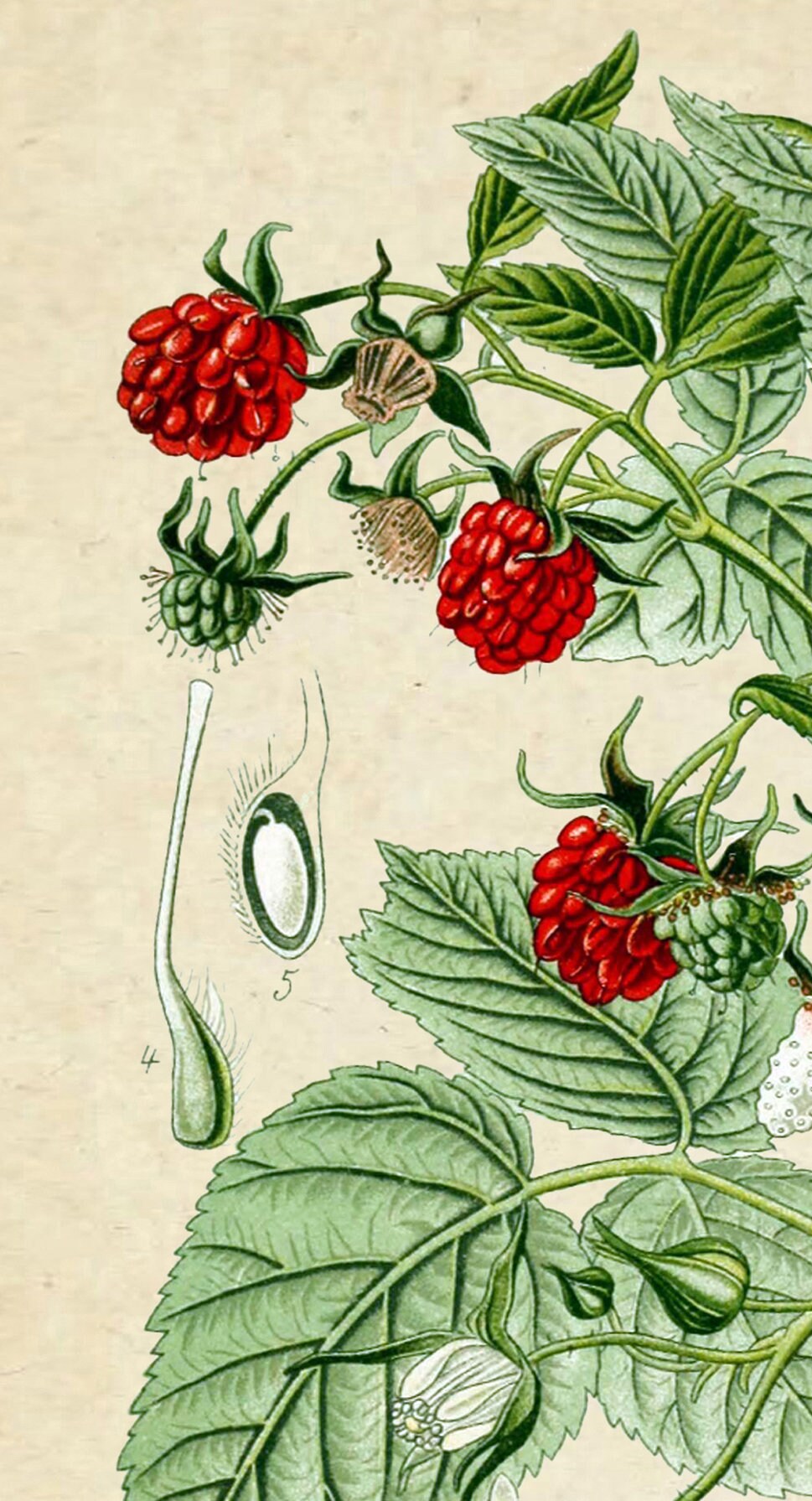 Raspberry Print Botanical Illustration Print Kitchen Wall | Etsy