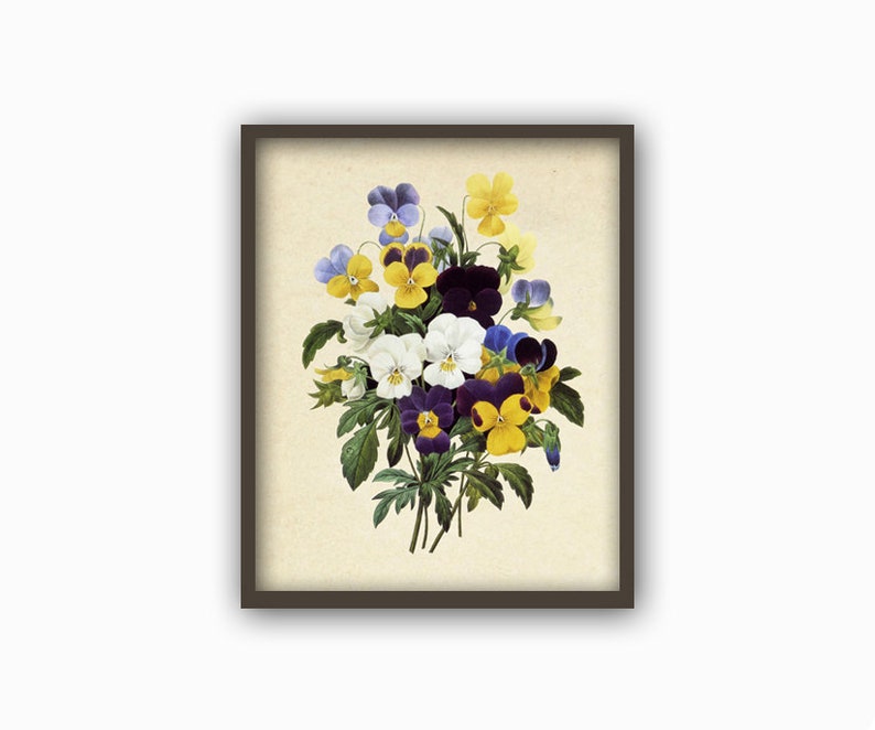K&ouml;nnte beinhalten: Eine Vintage-botanische Illustration eines Strau&szlig;es aus violetten, gelben und wei&szlig;en Stiefm&uuml;tterchen.