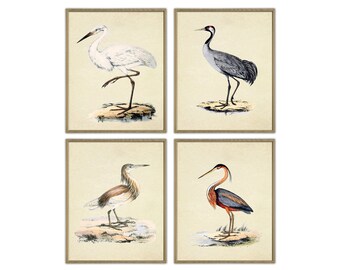 Antique Wild Birds Print Set, Ornithology Art, Vintage Illustration