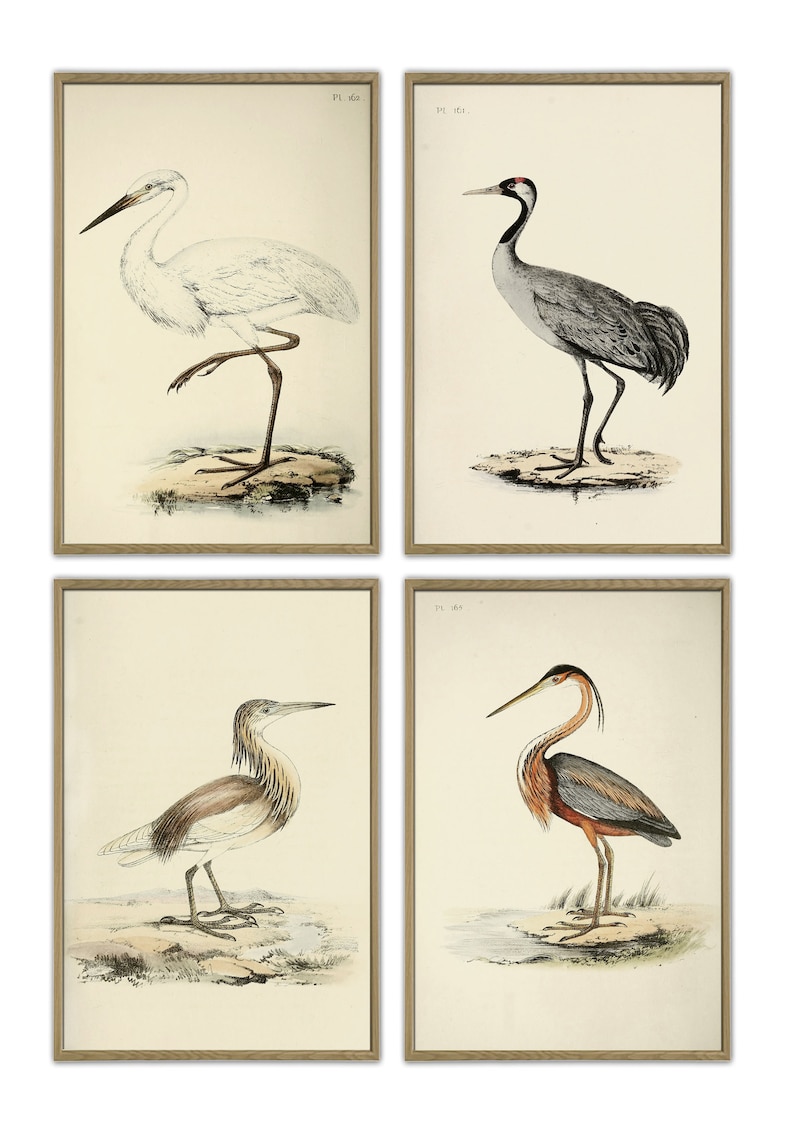 Wild Birds Wall Art Print Set of 4, Antique Bird Decor, Antique Bird Illustration, Ornithology Poster, Bird Print, Bird Decor Set of 4 image 9
