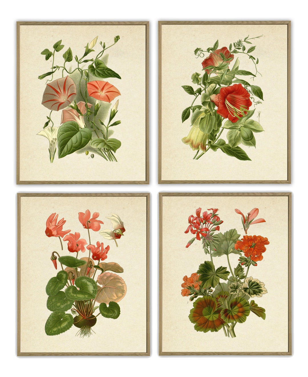 Red Botanical Prints Vintage Flower Art Cottage Wall Art Print French ...