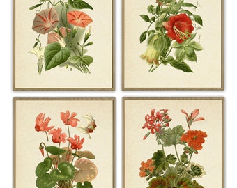 Red Botanical Prints Vintage Flower Art Cottage Wall Art Print French Wall Art Antique Wall Art Flower Print Garden Art Print