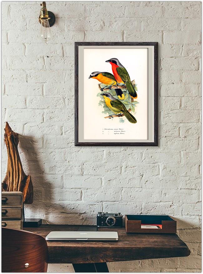 Vintage Birds Print Wall Art Print Birds Poster | Etsy