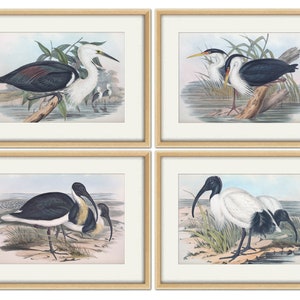 Birds Print Set, Bird Wall Art, Botanical Bird Print, Horizontal Wall Decor, Ornithology Posters Set of 4, Antique Birds Illustration Prints