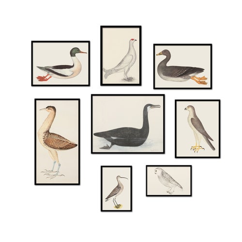 Wild Birds Wall Art Print Set of 4 Antique Bird Decor Etsy Australia