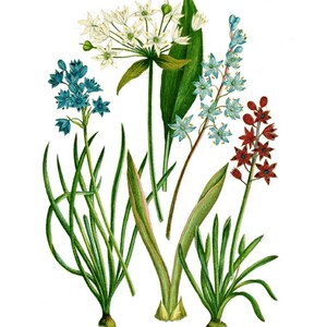 May include: A botanical illustration featuring four different types of flowers. The flowers are white, blue, and red. The illustration is done in a watercolor style.