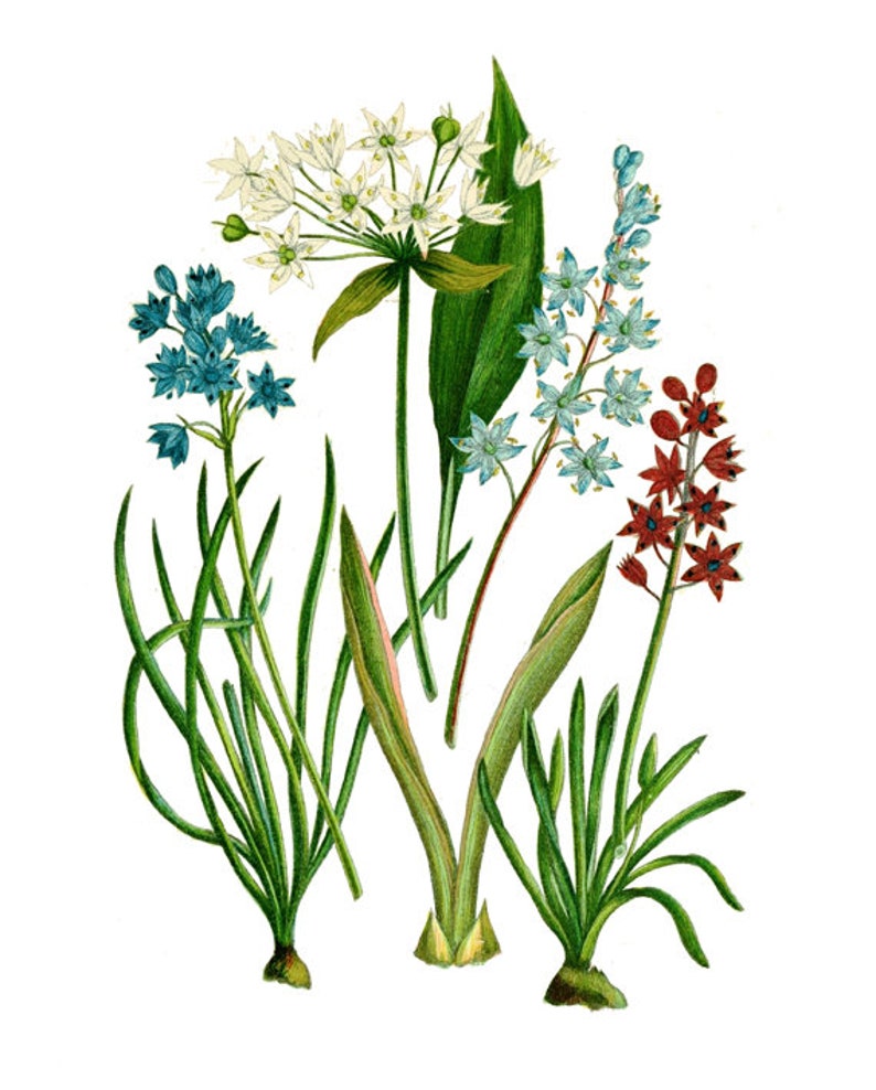 May include: A botanical illustration featuring four different types of flowers. The flowers are white, blue, and red. The illustration is done in a watercolor style.