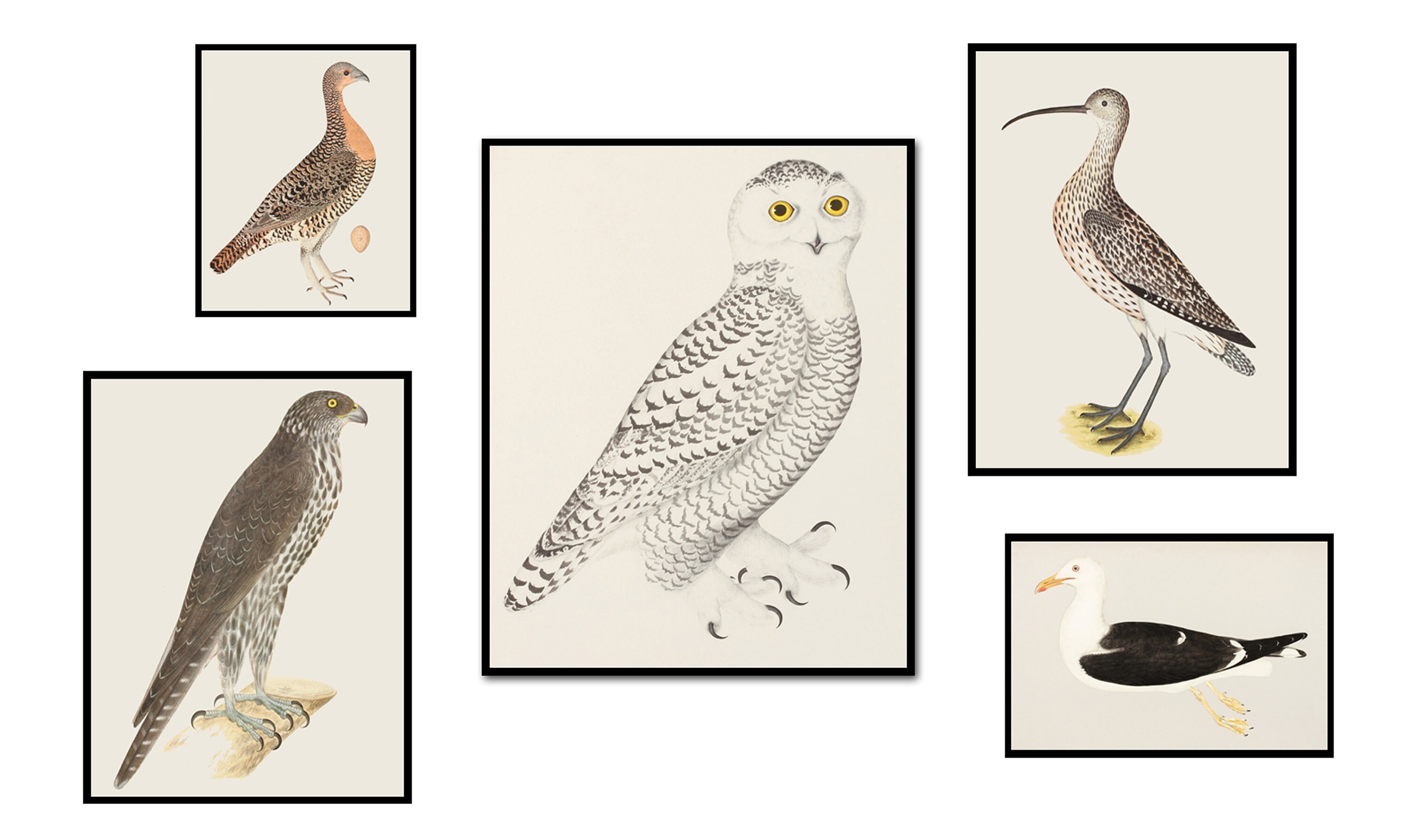 洋書 LE LIVRE DES OISEAUX d'Olof Rudbeck The Great Bird Book of Olof Rudbeck the Younger - Ziereis