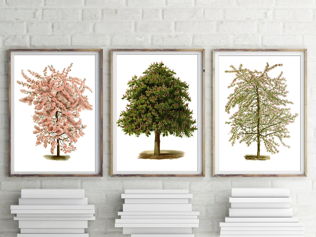 Tree Prints Set of 3, Botanical Home Decor, Tree Botanical Art, Apple ...