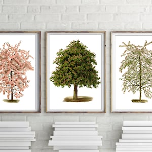 Tree Prints Set of 3, Botanical Home Decor, Tree Botanical Art, Apple Tree, Chestnut Tree Poster