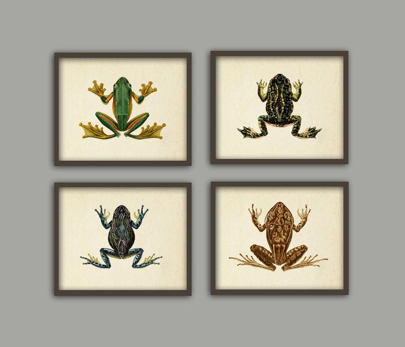 Frogs Wall Art Print Set of 4, Antique Frog Book Plate Illustration ...