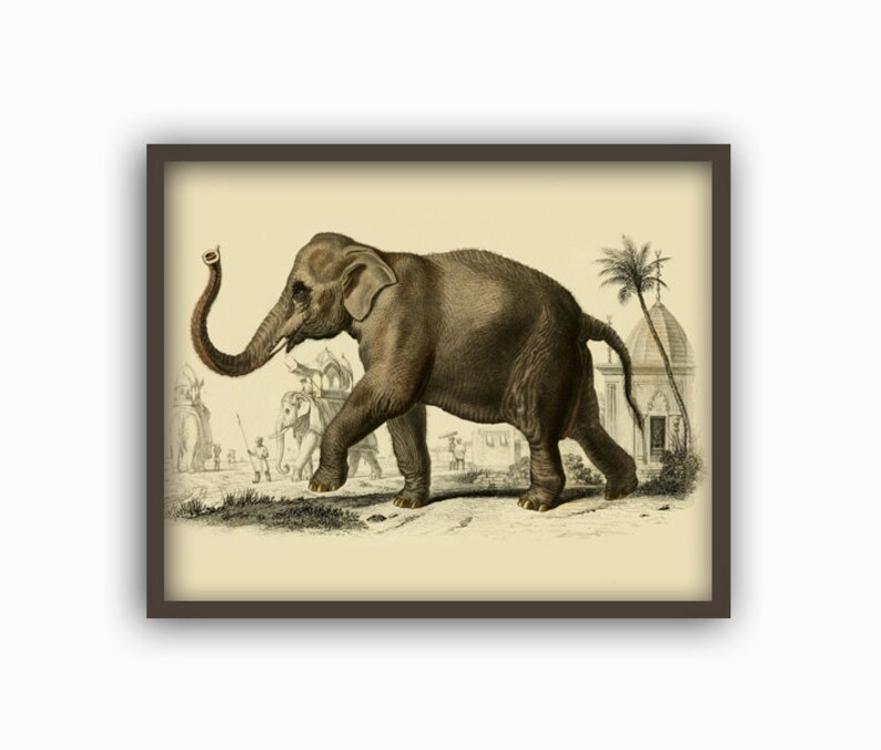 Elephant Print, Animal Wall Decor, Elephant Picture, Home Decor, Antique Animal Art image 3