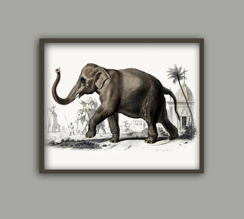 Elephant Print, Animal Wall Decor, Elephant Picture, Home Decor, Antique Animal Art image 1