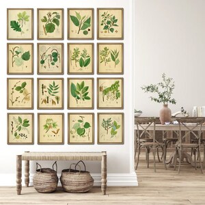 Tree Species Wall Art Print Set, Green Leaves Print, Plant Poster Set ...
