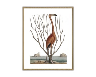 Flamingo Print, Flamingo Decor, Bird Poster, Flamingo Illustration, Art-129