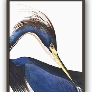 Blue Heron Bird Print, Large Scale Wall Art Decor, Vintage Illustration, Living Room Decor