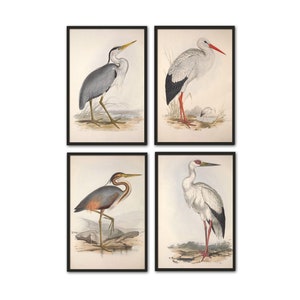 Birds Print Set, Heron Crane Stork Print, Bird Wall Art Decor, Birds Vintage Illustration, Ornithology Poster Set of 4